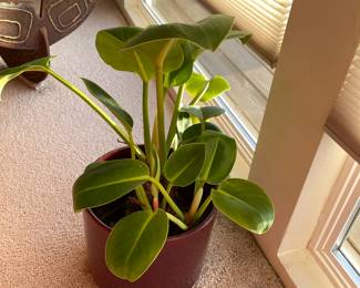 plants
