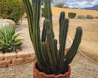 Large Potted Cactus