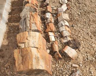 Petrified Wood Sections
