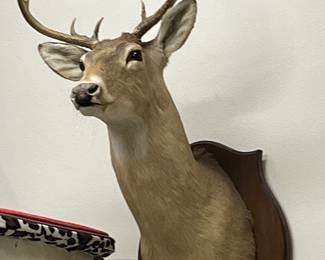 Whitetail Taxidermy