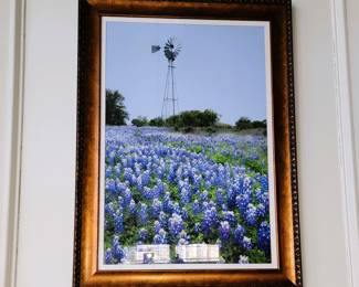 Large (20 x 40 ish)" bluebonnet photograph