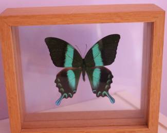 beautiful 2 sided framed butterfly