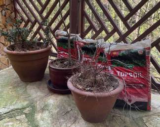 Birth Of A Green Thumb