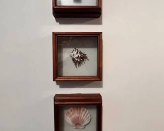 Trio of shell pictures
