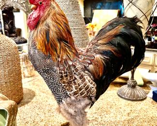 Taxidermy Rooster