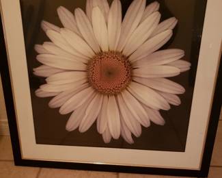 Daisy Framed Picture