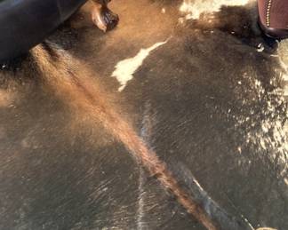 Cowhide rug