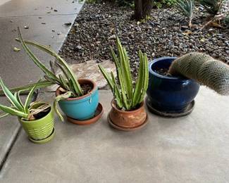 Lets Grow Cacti