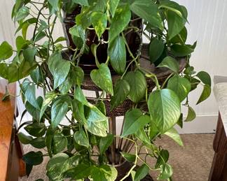 Live plant