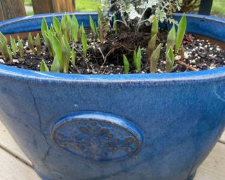 Blue Drip Glazed Oval Ceramic Planter with Planted Tulips and Dusty Miller