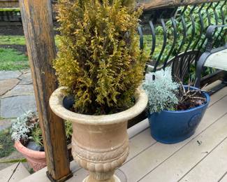 Grecian Style Urn Planter with Cypress Tree
