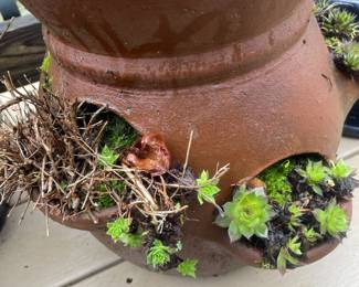 Hens & Chicks Planter