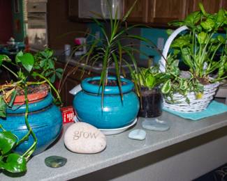 Various plants and decorative rocks