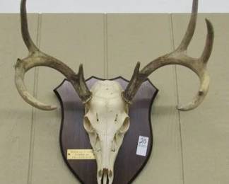 Skull w/Antlers