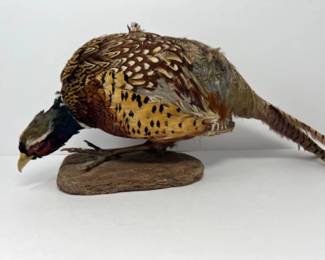 Ringneck Pheasant Taxidermy Bird