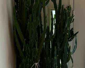 X2 about 7' real cactus!