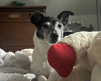 I’m staying at home eating bonbons and watching the animal channel!