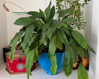 thumbnail 65b08f0d8ce8a