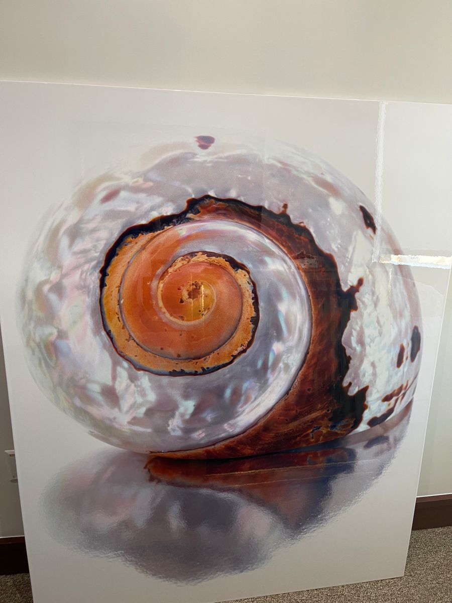 OBJECT: Photograph
ARTIST: Iran Issa-Khan (Iran b.1960- )
TITLE: Reflections
DATE: 2002
MEDIUM: Chromografphic color print, face-mounted on aluminum EDITION: we don’t know SIGNATURE: at verso or back, dated and titled
DIMENSIONS:
60 X 48 inches
FRAME DIMENSIONS:
No frame
DESCRIPTION: Close up image of a sea shell with a white background. It is a spiral-shaped shell with a brown, ochre, orange and white pattern. The shell has a glossy surface, pearlized in some areas. This sea shell belongs to the family Turritellidae, which are marine gastropods with elongated, turreted shells. The specific species of this shell is Turritella communis, also known as
the common tower shell. The photo is covered with a protective clear wrapped-around, not identified contact paper. CONDITION: overall in very good condition. Colors are bright; surface is clean. There is no significant scratches or nicks. Support in good condition. Price $12,000