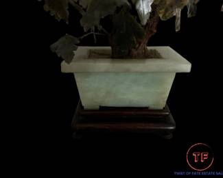 Chinese Jade Tree in Jade Planter