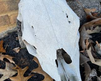 Cow skull
