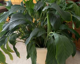 live peace lily  