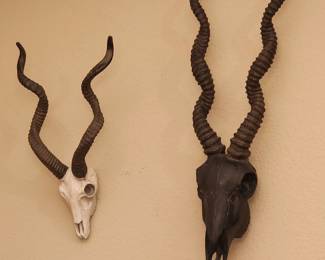 Antelope Skull Wall Decor