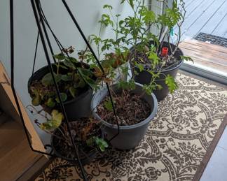 plants
