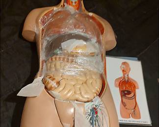Medical Teaching Model