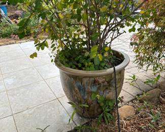 plant in pot