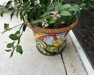 Pot & Plant