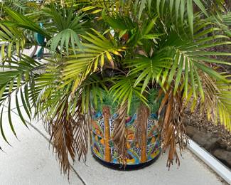 Pot & Plant