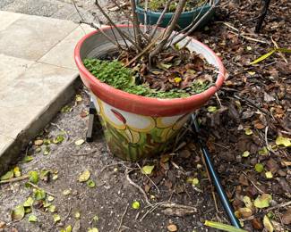 Pot