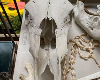 Bull Skull