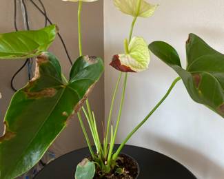 Anthirium (Painter's Pallete) Plant