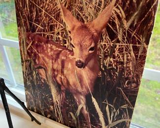 Canvas Print of Fawn Photography