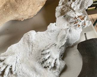 Cast of Raccoon Footprints