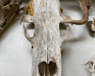 Cow Skull