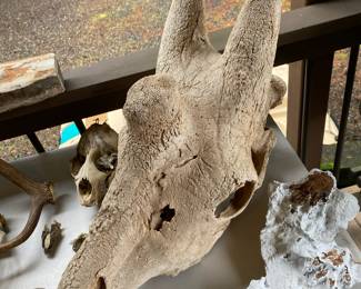 Giraffe Skull