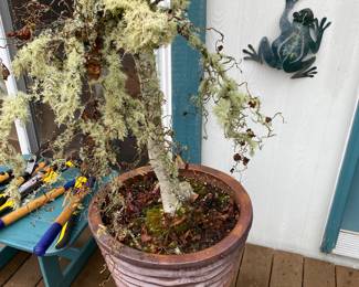 Potted Tree in Large Brown Ceramic Planter with Striped Pattern