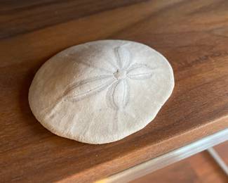 Sand Dollar