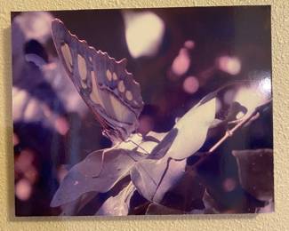 Print on Canvas of Butterfly Photography