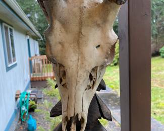 Deer Skull