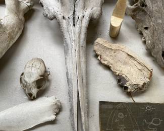 Ginkgo-toothed Beaked Whale Skull