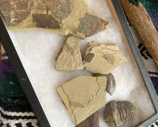 Megladon Shark Tooth, Trilobite Fossil Morocco Specimen, Dawn Redwood Fossil, Ammonite Aspenites Acutus