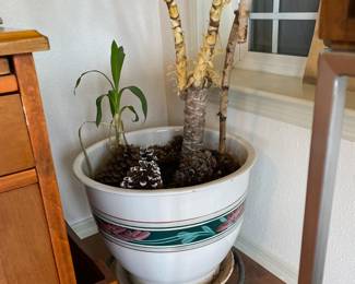 Potted Dracaena Fragrans