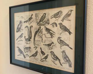 Framed Print of 1904 Ornithology