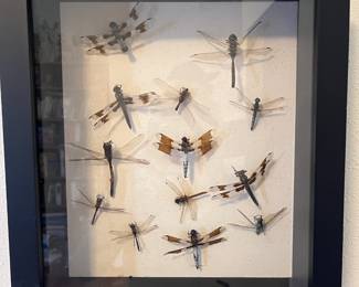 Shadow Box - Assortment of Dragonflies