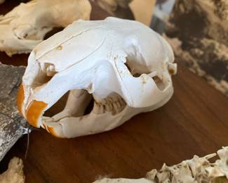 Beaver Skull