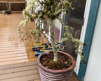 Potted Tree in Large Brown Ceramic Planter with Striped Pattern